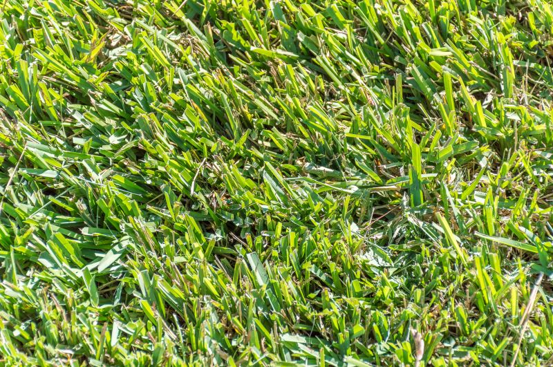 Centipede Sod Installation in Aiken, SC