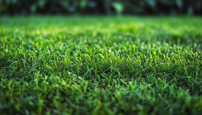 Grass Replacement in Aiken, SC