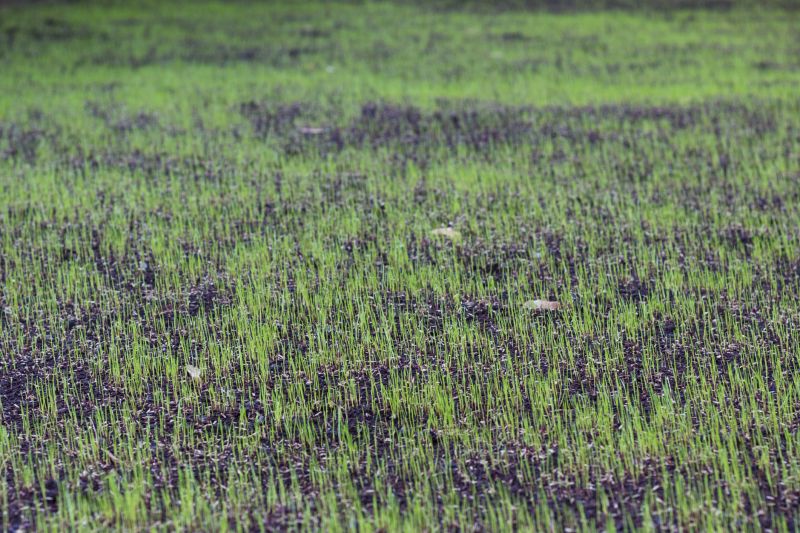Grass Replacement in Ventura County, CA