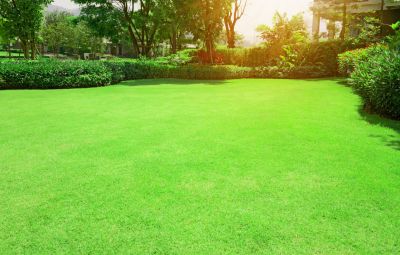 Sod is Easy to Maintain!